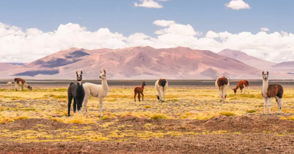 how to book Atacama tours